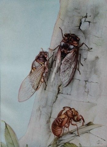 EJ 德特莫尔德——1935年蝇类插图。

此插图选自法布尔的《昆虫志》。改编自亚历山大·特谢拉·德