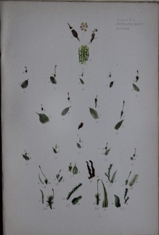 F.E. Tripp - Gravure coloriée à la main représenta