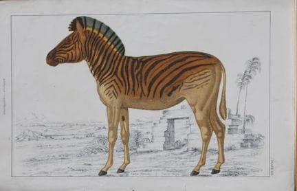 Oliver Goldsmith - Gravure représentant un datiw, 