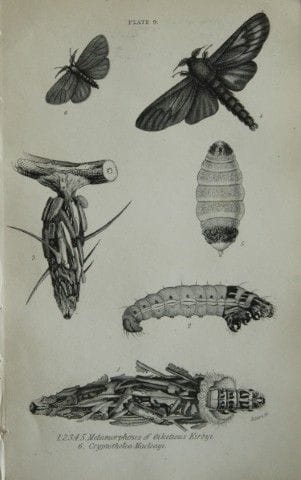 詹姆斯·邓肯——1835年手绘彩版《异域蛾类》版画。

这幅异国蛾类铜版画选自威廉·贾丁爵士所著《自