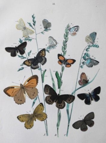 WF Kirby – Handkolorierte Lithografie aus „Europea