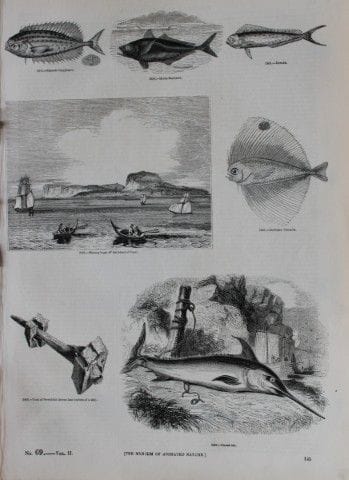 Gravure de poissons publiée par Charles Knight en 