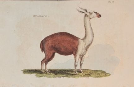 Brightly - Engraving of a Guanaco 1811.

This copp