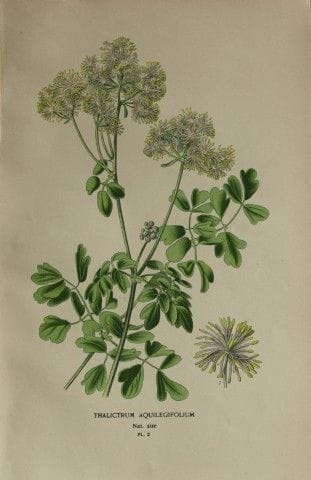 Edward Step - Chromolithographie de fleurs, 1896.
