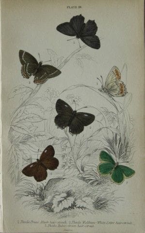 詹姆斯·邓肯——1835年英国蝴蝶手绘彩版画。

这幅英国蝴蝶版画选自威廉·贾丁爵士所著《自然学家图
