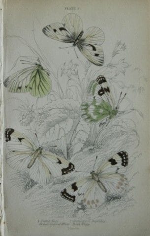 James Duncan - Gravure colorée à la main représent