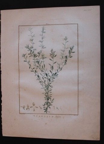 P.J. Redoute - Gravure originale tirée de *Stirpes