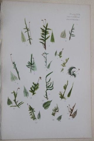 F.E. Tripp - Gravure coloriée à la main représenta