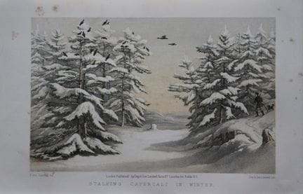 L. Lloyd – Auerhahn-Pirschjagd von F. von Dardel, 