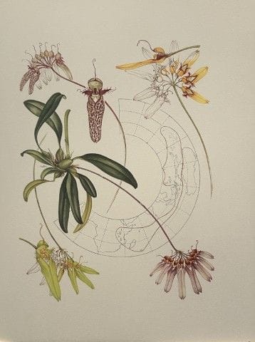 Mary Grierson - Magnifique lithographie d'orchidée