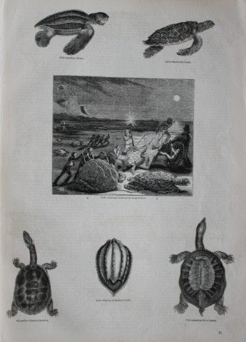 Gravure représentant différentes espèces de tortue