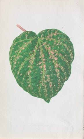 Edward Lowe - Beautiful Leaved Plants 1861.

This 