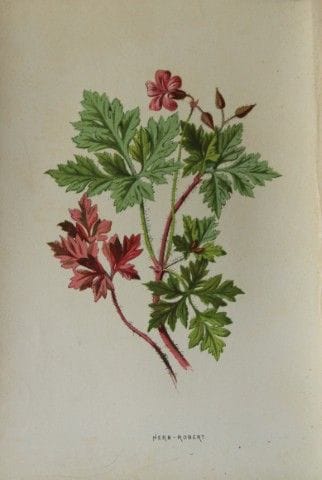 Shirley Hibberd – Herb Robert 1877.

Dieser chromo