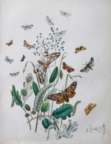 HN Humphreys - Lithographie coloriée à la main rep