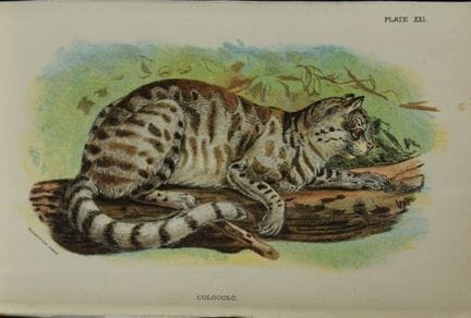 Richard Lydekker - Colocolo 1896.

Colour plate by
