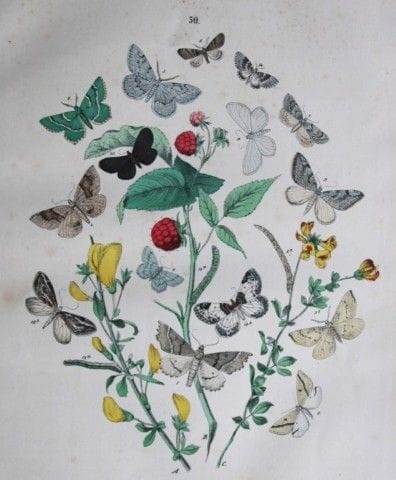 WF Kirby – Handkolorierte Lithografie aus „Europea