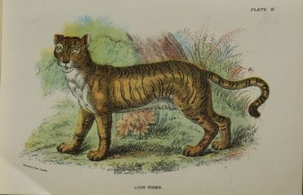 Richard Lydekker - Lion-Tiger 1896.

Colour plate 