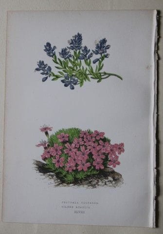 Stiche von Alpenpflanzen von A. F. Lydon und B. Fa