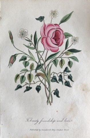 Frédéric Shoberl - Gravure représentant une rose, 