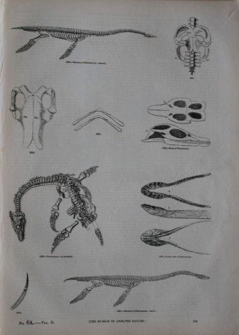 Gravure de reptiles publiée par Charles Knight en 