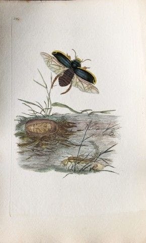 Edward Donovan - Gravure sur cuivre représentant d