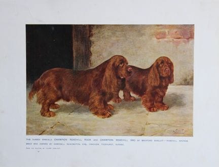 Chromolithograph of Sussex Spaniels after Lilian C