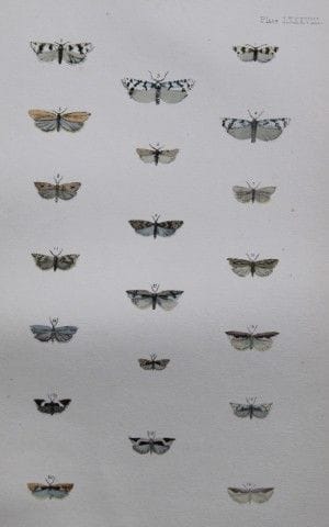 Révérend F.O. Morris - Gravure représentant des pa