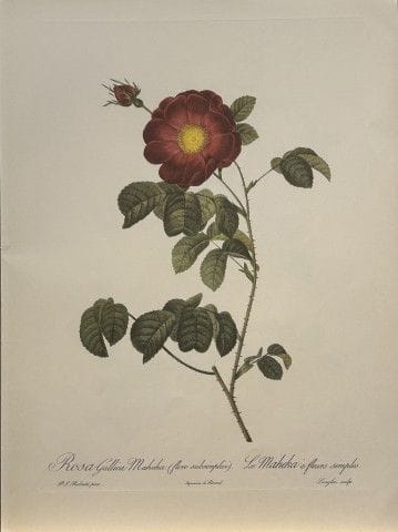 P. J. Redouté - Ariel Press, 1956.

Cette estampe,
