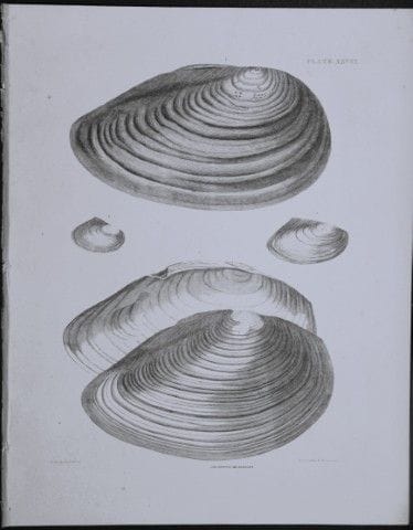托马斯·布朗上尉——1844年贝壳版画。

这幅版画出自托马斯·布朗上尉所著的《大不列颠及爱尔兰近代
