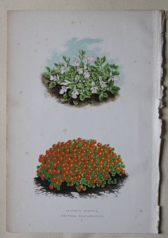 Stiche von Alpenpflanzen von A. F. Lydon und B. Fa