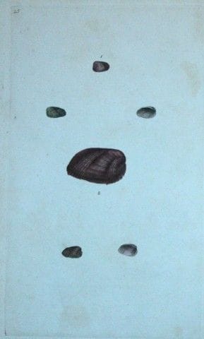Edward Donovan – Handkolorierter Stich von Muschel