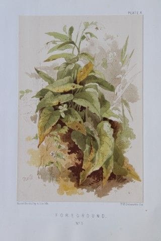 PH Delamotte - Chromolithographie de « Foregrounds
