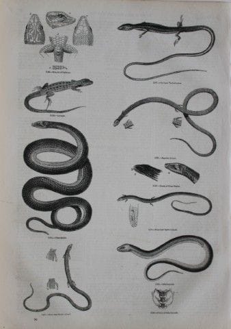 Gravure représentant des serpents et des lézards, 