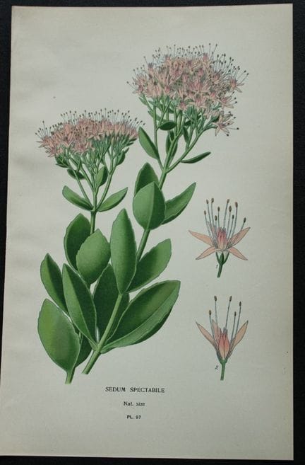 Edward Step - Chromolithographie de fleurs, 1896.
