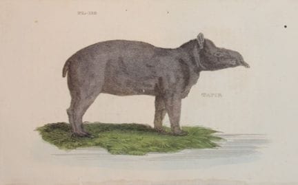 Brightly – Kupferstich eines Tapirs, 1811.

Dieser