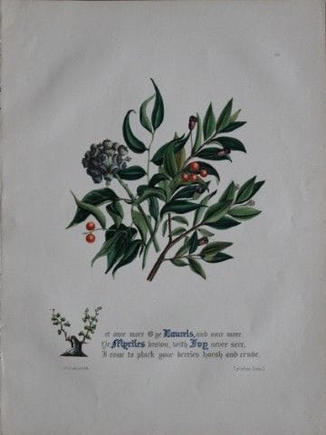 Jane E. Giraud - Estampe coloriée à la main tirée 