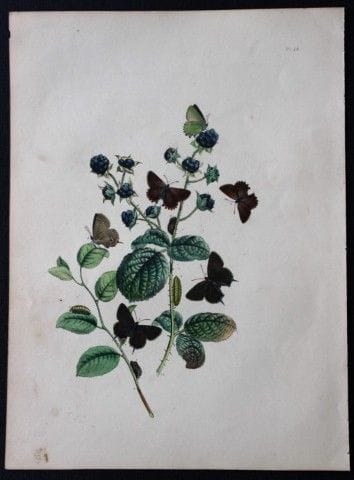 HN Humphreys – Handkolorierte Lithografie britisch