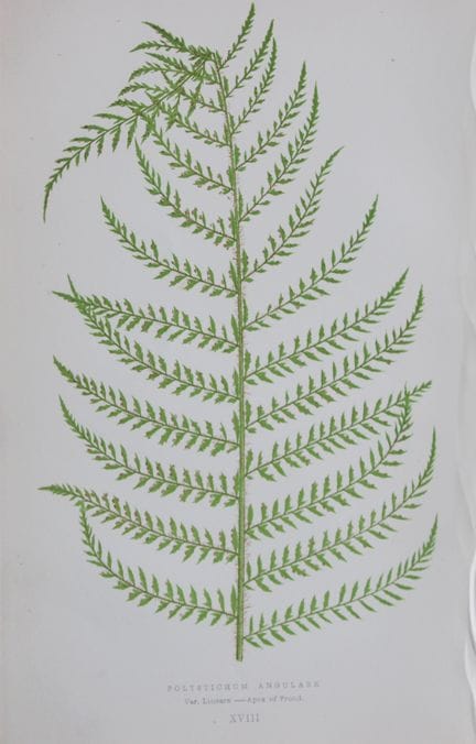 Edward Lowe - Gravure de fougère colorée à la main