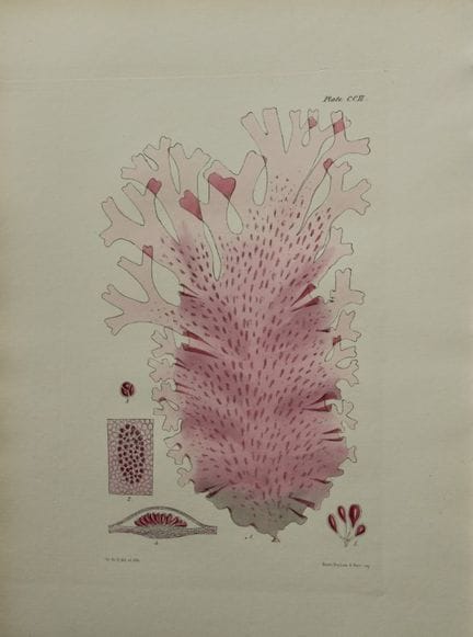 威廉-哈维 - 1846 年《海草》手绘石版画。

这幅石版画出自 Phycologia Brita