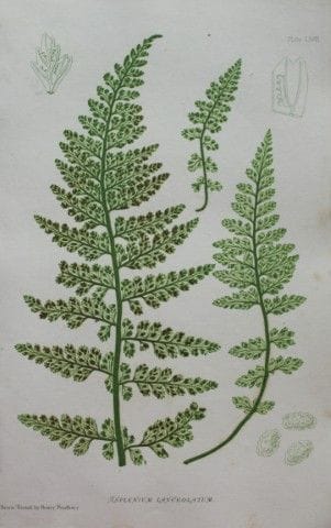 Thomas Moore - Fougère imprimée d'après nature par