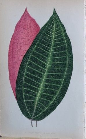 Edward Lowe - Beautiful Leaved Plants 1861.

This 