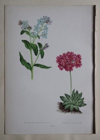 Stiche von Alpenpflanzen von A. F. Lydon und B. Fa