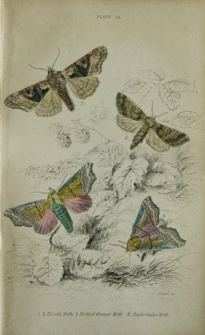 James Duncan - Gravure coloriée à la main représen