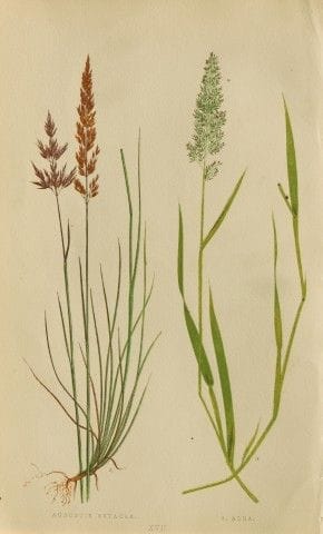 Edward Lowe – „A Natural History of British Grasse