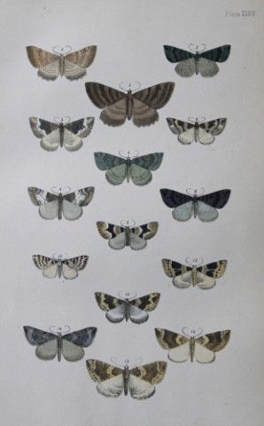 Révérend F.O. Morris - Gravure représentant des pa