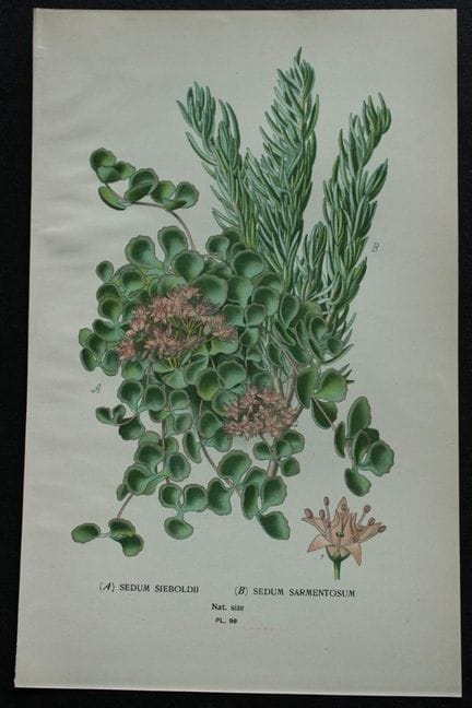 Edward Step - Chromolithographie de fleurs, 1896.
