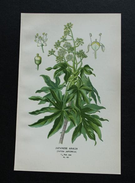 Edward Step - Chromolithographie de fleurs, 1896.

