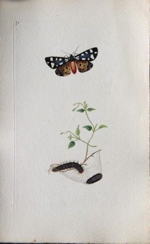 Edward Donovan - Gravure sur cuivre représentant d