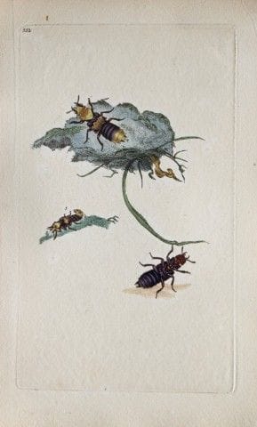 Edward Donovan - Gravure sur cuivre représentant d