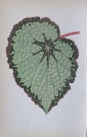Edward Lowe - Beautiful Leaved Plants 1861.

This 